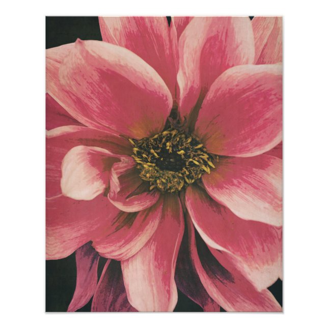 Foto Dahlie (Frente)