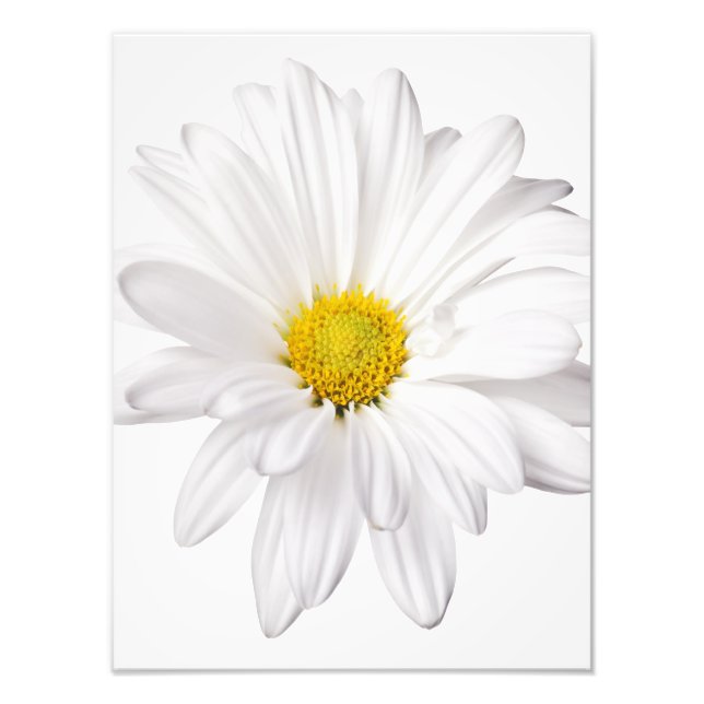 Foto Daisies Personalizadas de Fundo de Daisy Flower Br (Frente)