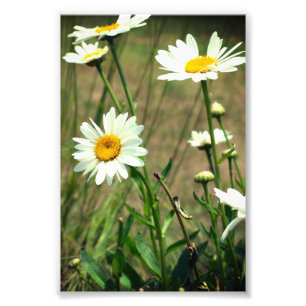 Foto Daisy