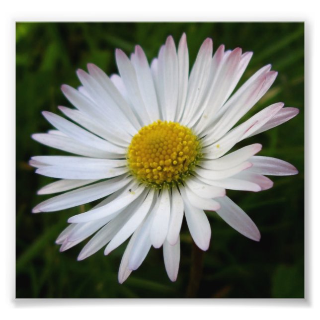 Foto Daisy Darkness (Frente)