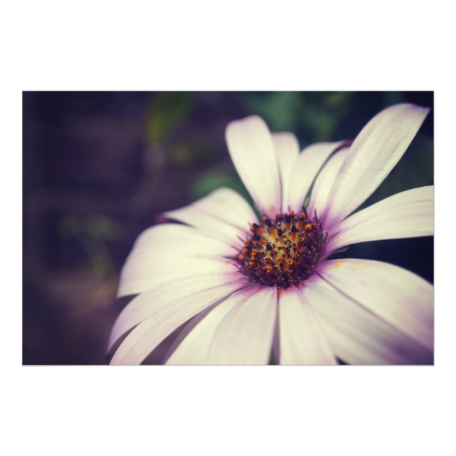 Foto Daisy impressão. (Frente)