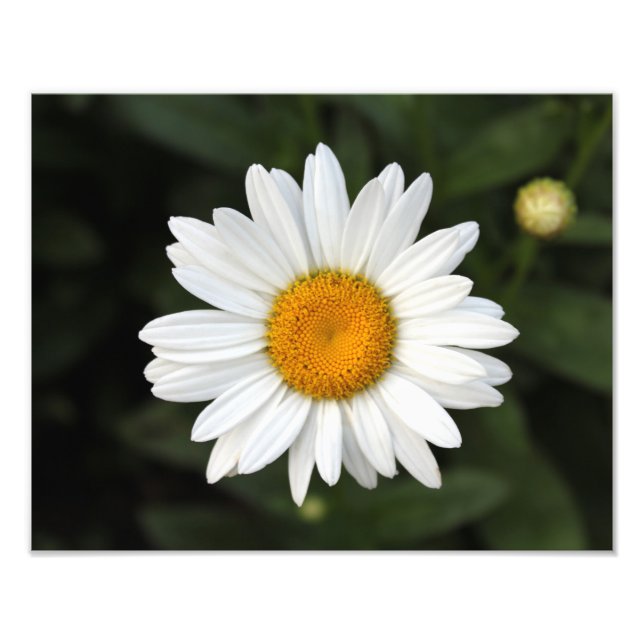 Foto Daisy Photo (Frente)