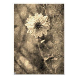 Foto Dália Vintage