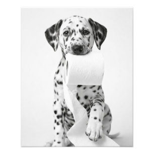 Foto Dálmata Cachorrinho Engraçado Segurando Papel Higi