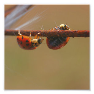 Foto Damybugs Balanceando Fecho 8x8