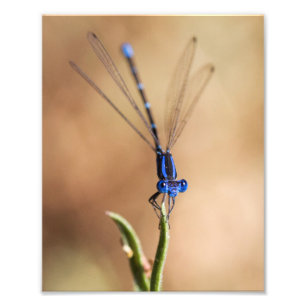 Foto Dança da maldita mosca
