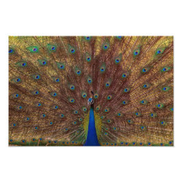 Foto Dancing Peacock (Landscape)