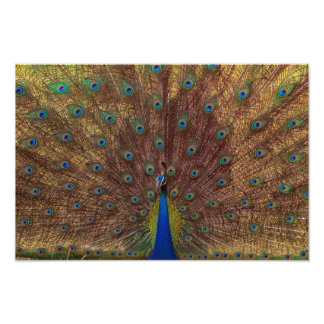 Foto Dancing Peacock (Landscape)