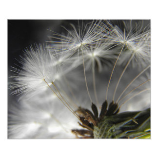 Foto Dandelion
