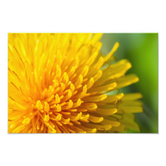 Foto dandelion