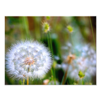 Foto Dandelion