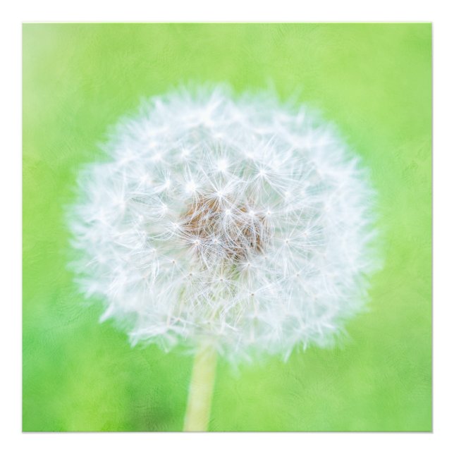 Foto Dandelion - Apenas Acordou Beleza (Frente)