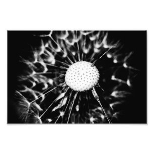 Foto dandelion blacq