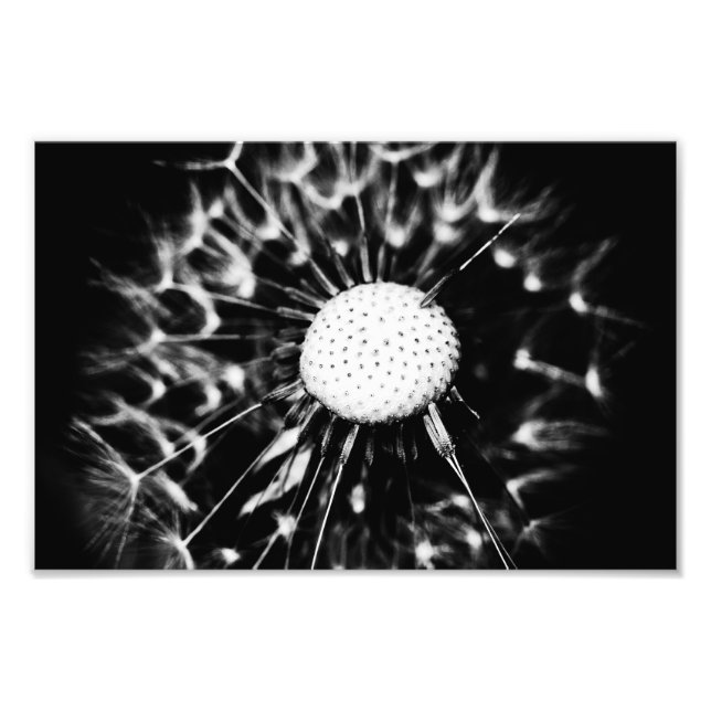 Foto dandelion blacq (Frente)