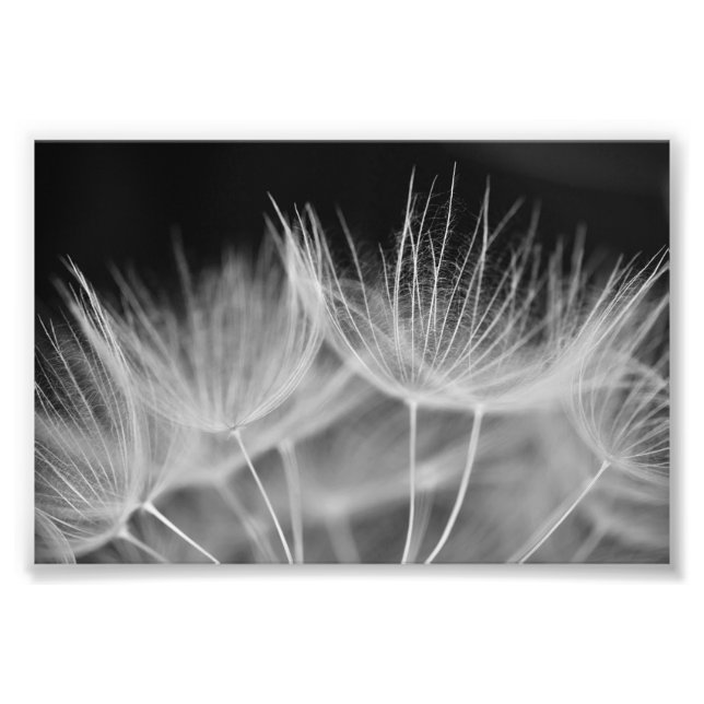 Foto Dandelion Closeup em preto branco (Frente)