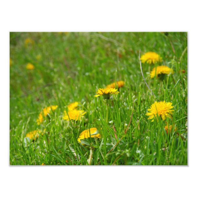 Foto Dandelion Field (Frente)