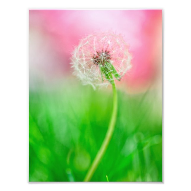 Foto Dandelion na Primavera (Frente)