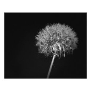 Foto Dandelion, Night, Black and White