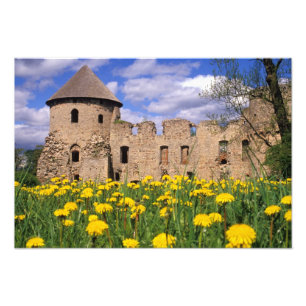 Foto Dandelions cercam o castelo de Cesis no centro