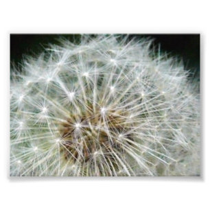 Foto dandilion