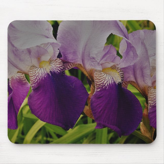 Foto das flores da íris púrpura Mousepad (Frente)