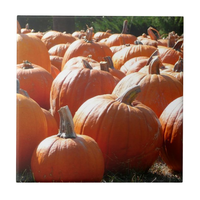 Foto de Abóboras para Outono, Halloween ou Dia de  (Frente)