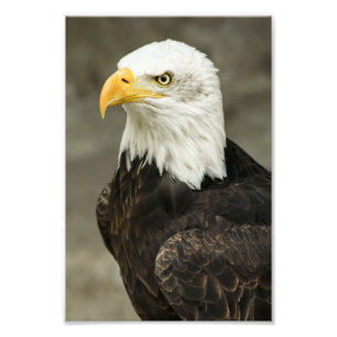Foto de Águia Americana