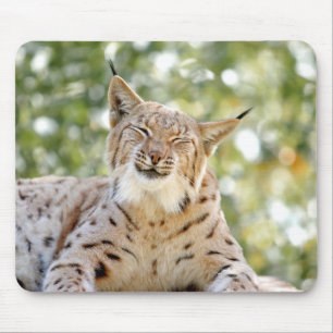 foto de animais de gato lince.  mouse pad