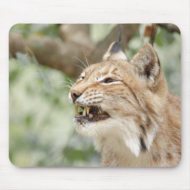 foto de animais de gatos lindos. mouse pad (Frente)