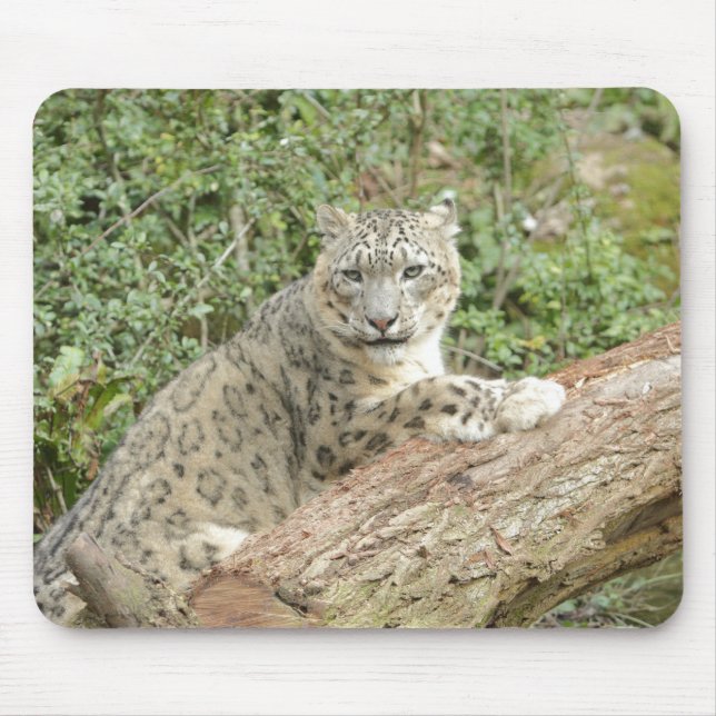 foto de animais-gato-leopardo-da-neve. mouse pad (Frente)