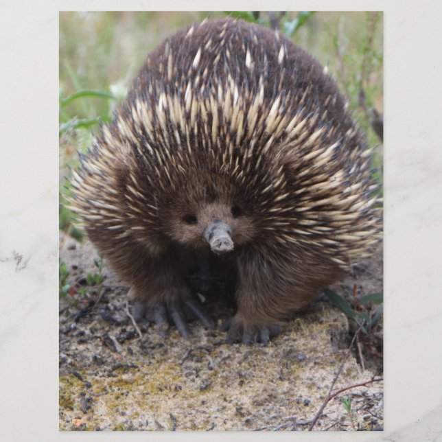 Foto de animal Echidna Cute, australiana (Frente)