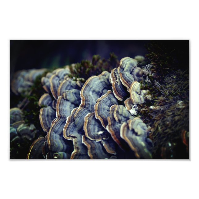 Foto de Árvore de Cogumelo em Papel Fotográfico Ko (Frente)