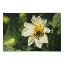 Foto de Bumblebee e dahlia branca