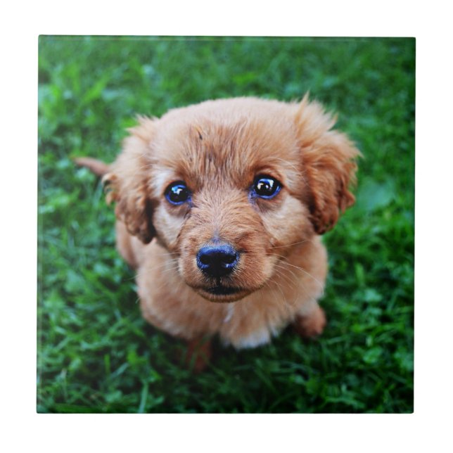 Foto de Cachorrinho Adorável (Frente)