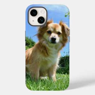 Foto de Cachorrinho Fofo no Jardim