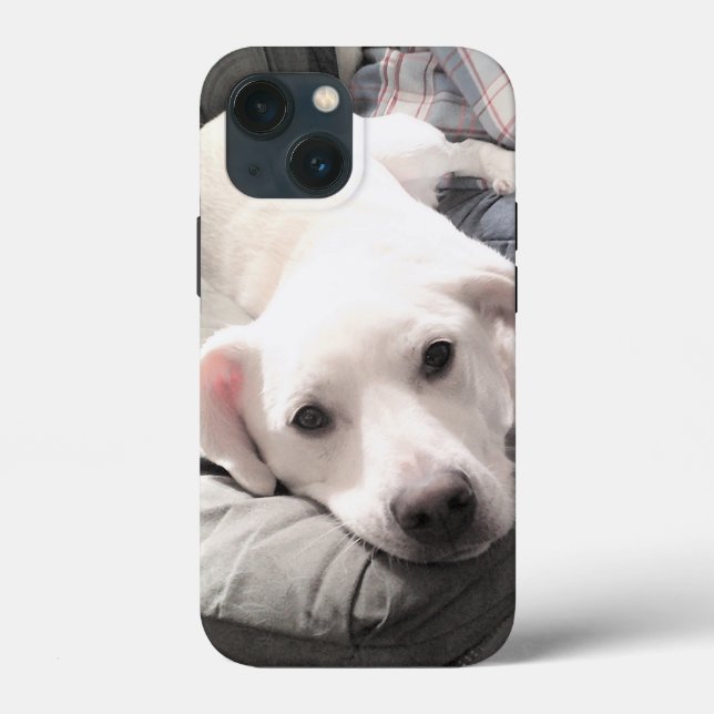 Foto de Cachorro Branco Bonito Saindo com Pai (Verso)