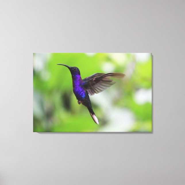 Foto de Canvas de Hummingbird violeta púrpura Sabr (Frente)