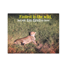 Foto de chita preguiçosa