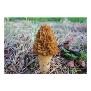 Foto de Cogumelo Morel na Primavera