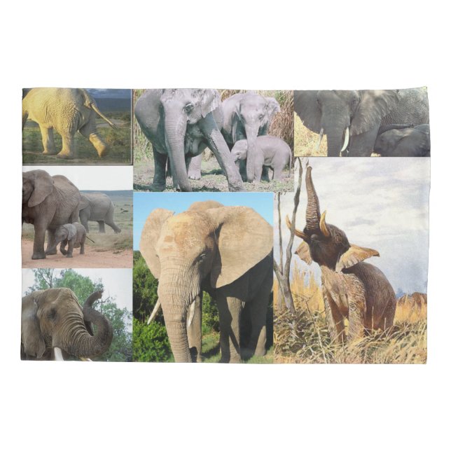 Foto de Cor do Elefante (Verso)