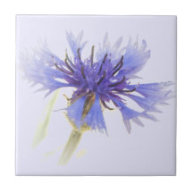 Foto de Cornflower Azul -