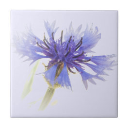 Foto de Cornflower Azul -