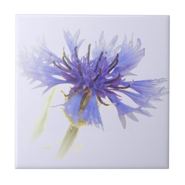Foto de Cornflower Azul - (Frente)