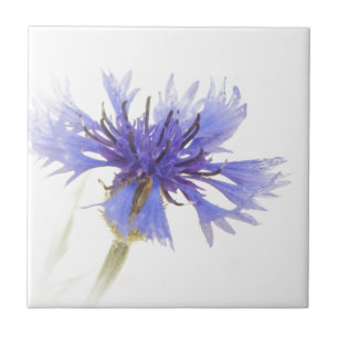 Foto de Cornflower Azul -