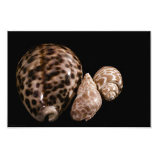Foto de Cowrie Cones