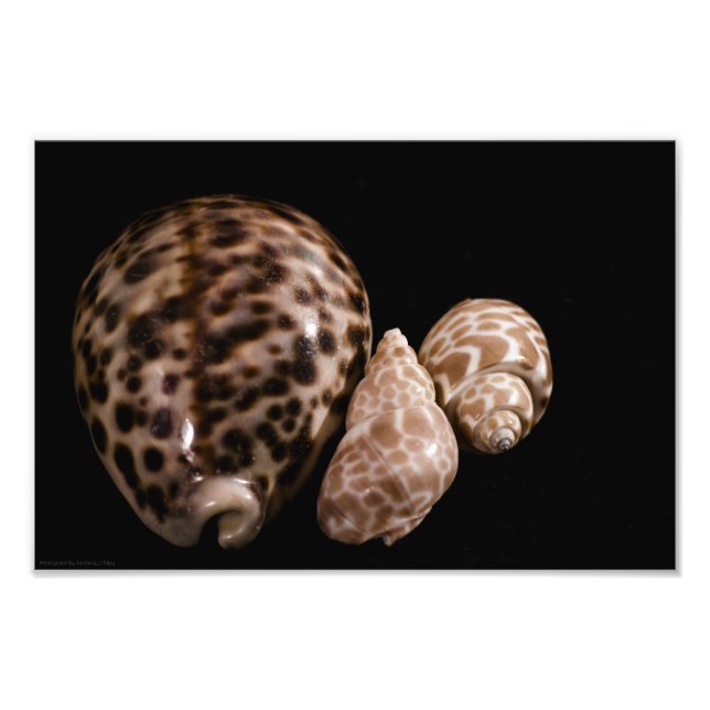 Foto de Cowrie Cones (Frente)