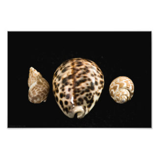 Foto de Cowrie Cones 2