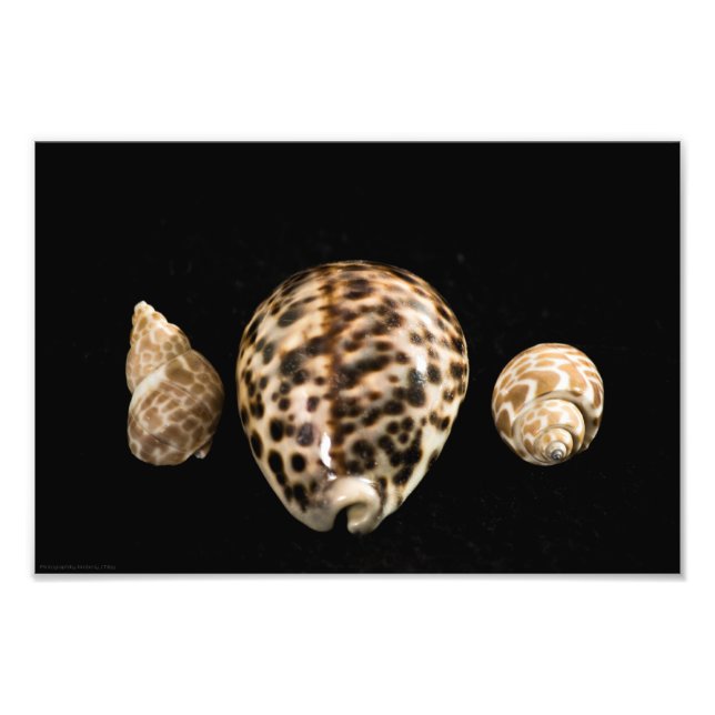 Foto de Cowrie Cones 2 (Frente)