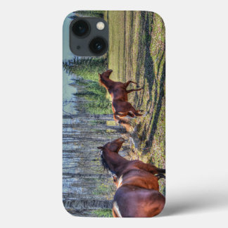 Foto De Equídeos De Erva De Cavalo E Pastagem Ranc