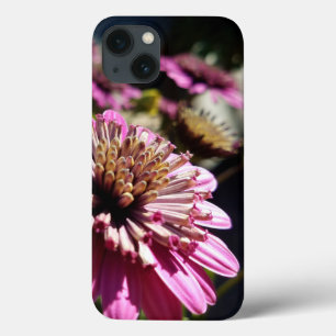 Foto de Fechamento do Rosa Purple African Daisies